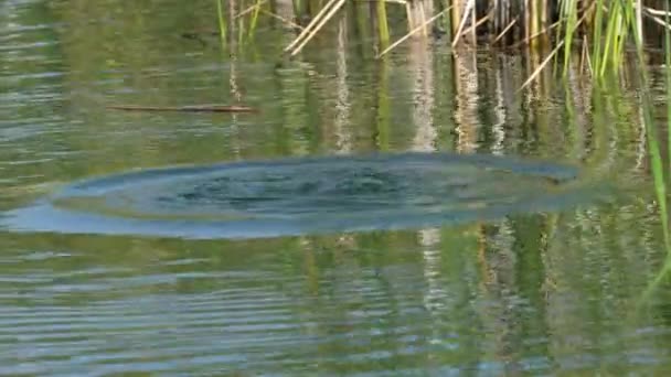 Eurasian Coot Κολυμπά Στη Λίμνη Fulica Atra — Αρχείο Βίντεο