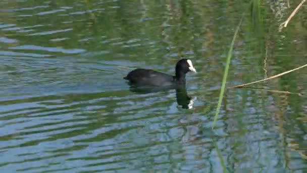 Eurazjatycki Coot Pływa Jeziorze Fulica Atra — Wideo stockowe