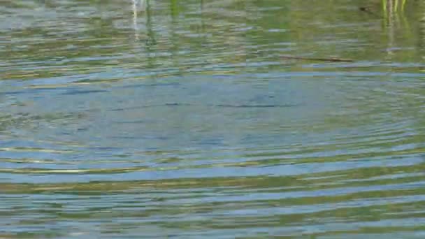 Coot Eurasia Berenang Danau Fulica Atra — Stok Video