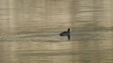 Avrasya yaban ördeği gölde yüzer (Fulica atra)