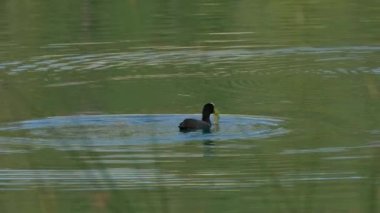 Avrasya yaban ördeği gölde yüzer (Fulica atra)