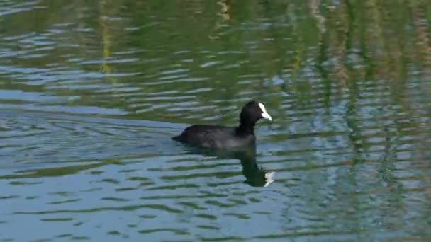 Eurasian Coot Swims Lake Fulica Atra — Stock Video