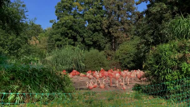 Flock Chilenska Flamingos Phoenicopterus Chilensis Prague Zoo Tjeckien — Stockvideo