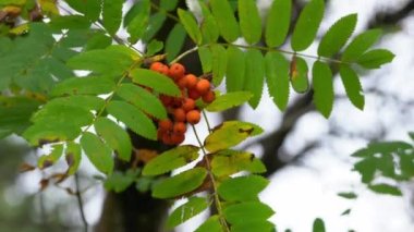 Sonbahar ortamında olgun Rowan meyveleri (Sorbus aucuparia)