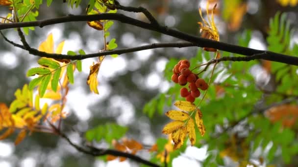 Ripe Rowan Фрукти Осінньому Навколишньому Середовищі Sorbus Aucuparia — стокове відео