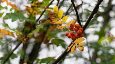 Sonbahar ortamında olgun Rowan meyveleri (Sorbus aucuparia)