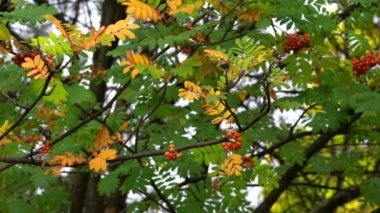 Sonbahar ortamında olgun Rowan meyveleri (Sorbus aucuparia)