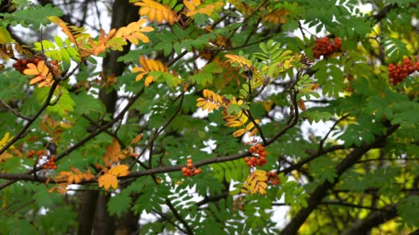 Frutos Rowan Maduros Ambiente Outono Sorbus Aucuparia — Vídeo de Stock