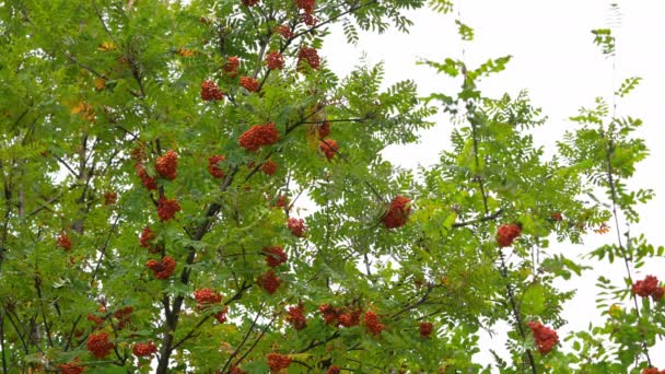秋の環境での熟したローワンの果物 ソルバス オークシア — ストック動画