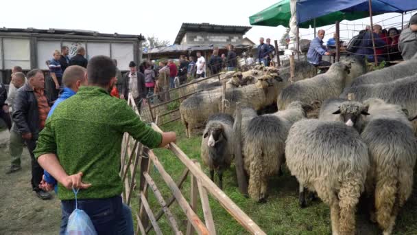 Moutons Fête Bovins Foire Turbe Bih Sept 2021 — Video