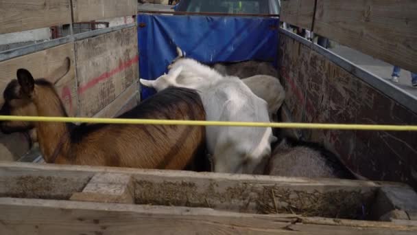 Transport Chèvres Dans Remorque Querelle Combat — Video