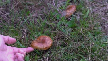 Çayırda Saffron Milkcap (Lactarius deliciosus)