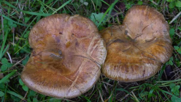 Safran Milchkappe Auf Der Wiese Lactarius Deliciosus — Stockvideo