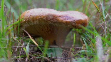 Çayırda Saffron Milkcap (Lactarius deliciosus)