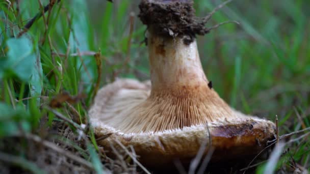 Sáfrány Fejfedő Réten Lactarius Deliciosus — Stock videók