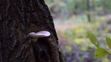 Ağaçta beyaz istiridye mantarı (Pleurotus pulmonarius)