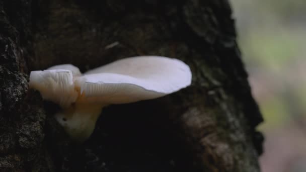 树上的白牡蛎蘑菇 Pleurotus Pulmonarius — 图库视频影像