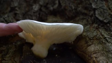 Ağaçta beyaz istiridye mantarı (Pleurotus pulmonarius)