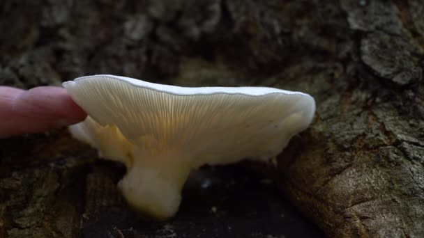 Белый Устричный Гриб Дереве Pleurotus Pulmonarius — стоковое видео