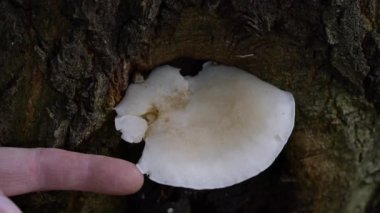 Ağaçta beyaz istiridye mantarı (Pleurotus pulmonarius)