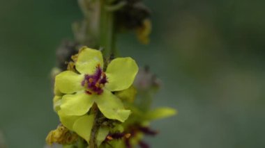 Hafif meltemde Büyük Mullein (Verbascum thapsus)