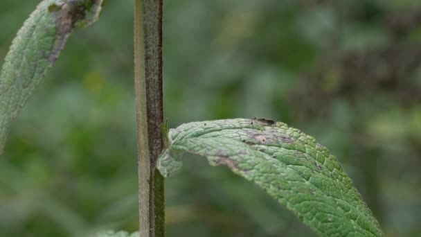 Grote Mullein Stengel Bladeren Verbascum Thapsus — Stockvideo