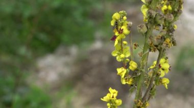 Hafif meltemde Büyük Mullein (Verbascum thapsus)