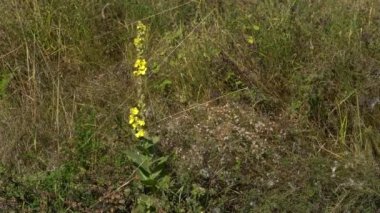 Hafif meltemde Büyük Mullein (Verbascum thapsus)