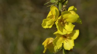 Hafif meltemde Büyük Mullein (Verbascum thapsus)