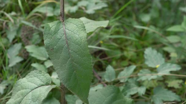 Königskerze Stamm Und Blätter Verbascum Thapsus — Stockvideo