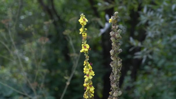 Wielki Mullein Lekkim Wietrze Verbascum Thapsus — Wideo stockowe