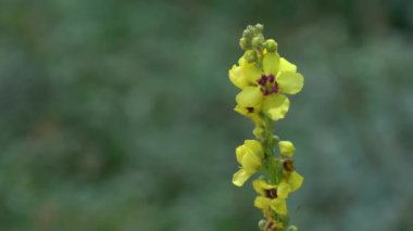 Hafif meltemde Büyük Mullein (Verbascum thapsus)