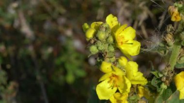 Hafif meltemde Büyük Mullein (Verbascum thapsus)