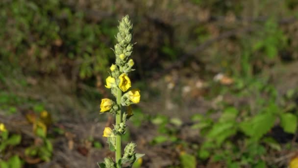 Great Mullein Dalam Hembusan Angin Verbascum Thapsus — Stok Video