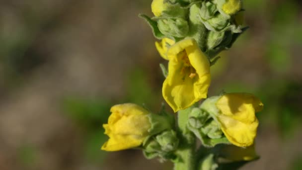 Verbascum Thapsus — 비디오