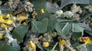 Büyük Mullein 'i küçük parçalara ayırmak (Verbascum thapsus)