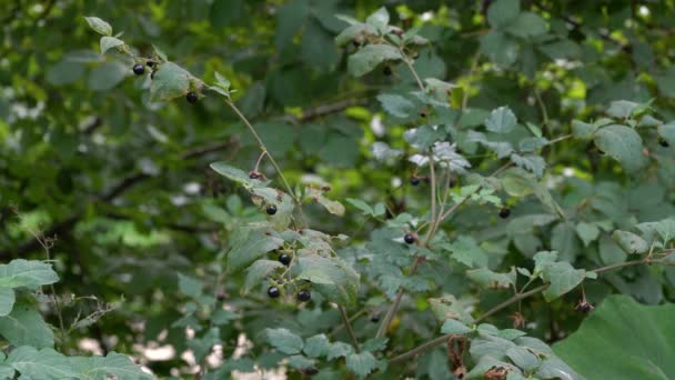 剧毒植物 Atropa Belladonna — 图库视频影像
