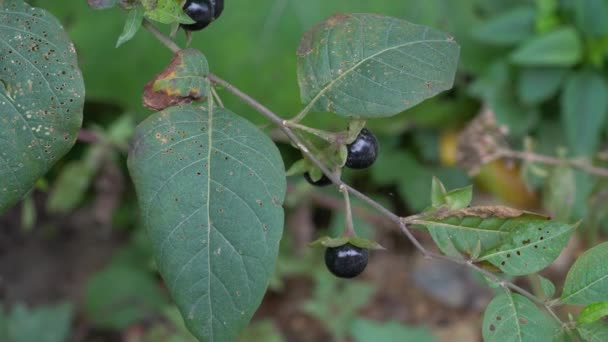 剧毒植物 Atropa Belladonna — 图库视频影像