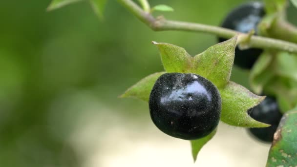 Czarna Jagoda Trująca Roślina Atropa Belladonna — Wideo stockowe