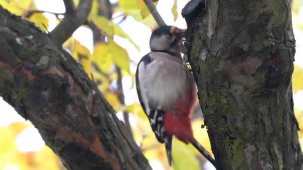 Gran Pájaro Carpintero Manchado Árbol Dendrocopos Major — Vídeos de Stock