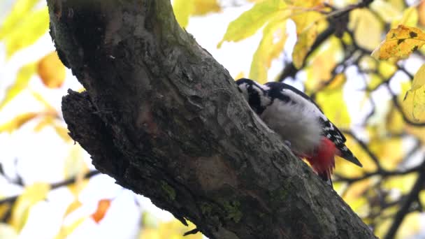 Great Spotted Woodpecker Tree Dendrocopos Major — Stock Video