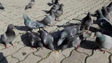 Güvercinler şehir ortamında yemek yerler.