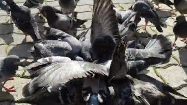 Güvercinler şehir ortamında yemek yerler.