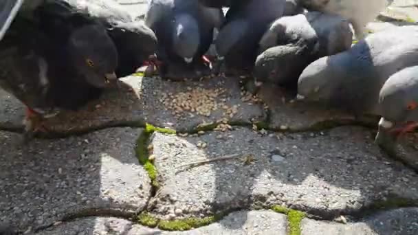 Gołębie Jedzą Jedzenie Miejskim Otoczeniu — Wideo stockowe
