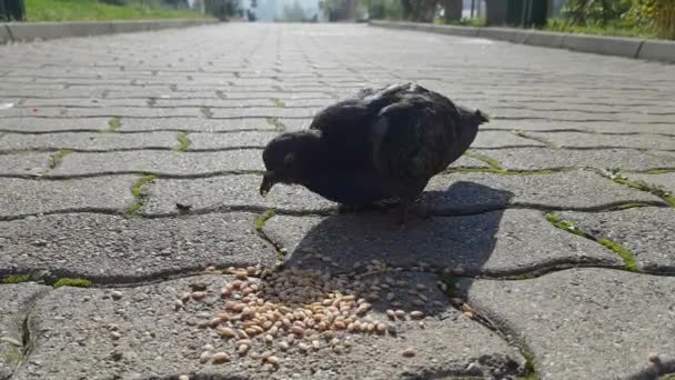 Pombo Come Comida Ambiente Urbano — Vídeo de Stock