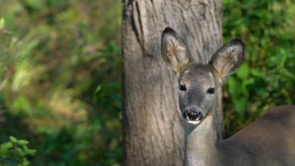 Roe Deer Φυσικό Περιβάλλον Capreolus Capreolus — Αρχείο Βίντεο