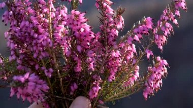 Bahar çiçeğindeki kış fundalığı (Erica carnea)