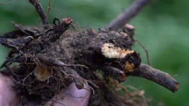Tıbbi amaçlar için Comfrey bitki kökü (Symphytum officinale)