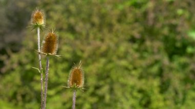 Hafif esintide Cutleaf Teasel (Dipsacus laciniatus)