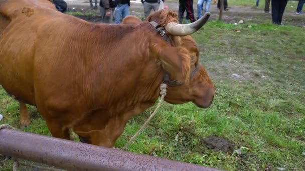 Vacas Feira Gado Celebração Turbe Bih Setembro 2020 — Vídeo de Stock